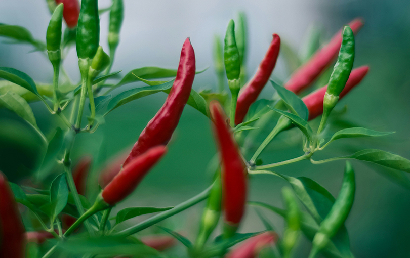 saiba como conservar seus molhos de pimenta por muito mais tempo