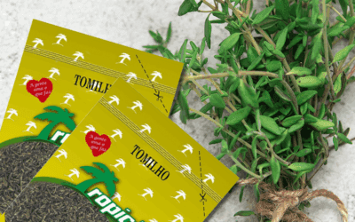 Saiba como usar o tomilho e dar vida nova aos seus pratos